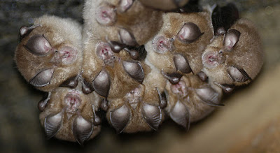 sleeping baby bats huddled together upside down