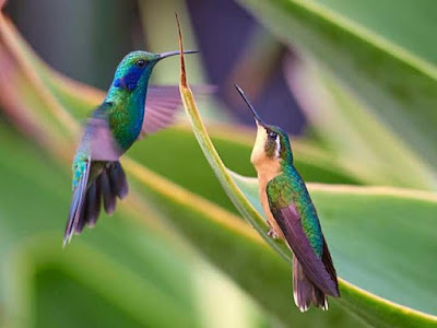 Colibrí: Tipos y características de la única ave capaz de volar hacia ...
