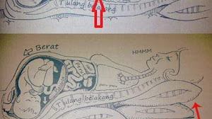 Tidur yang nyaman dan benar saat hamil besar.