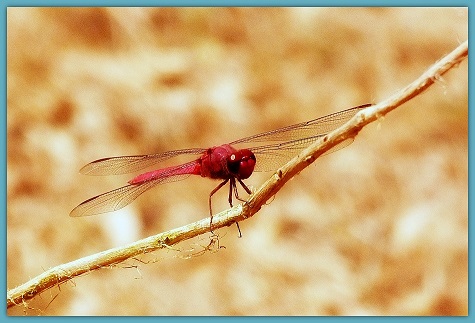 Dragonfly in Pink