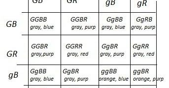 dihybrid cross worksheet