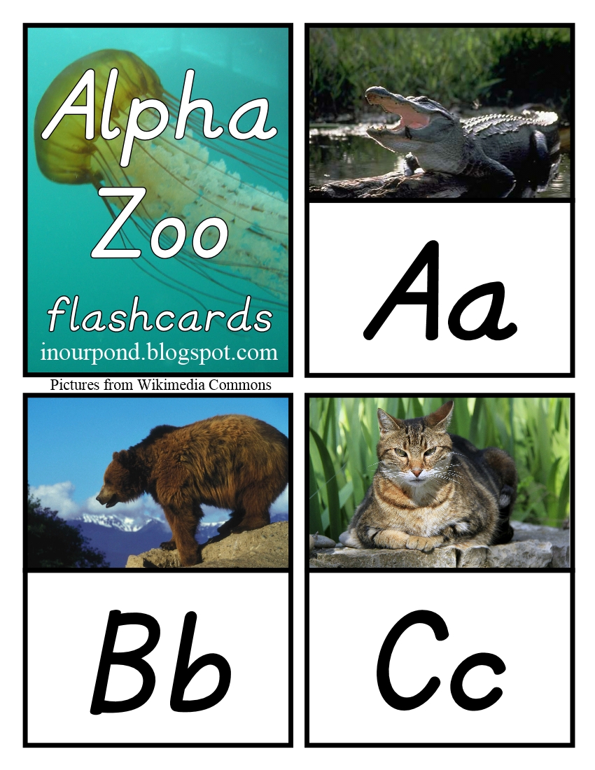 Bear Alpha Flashcards