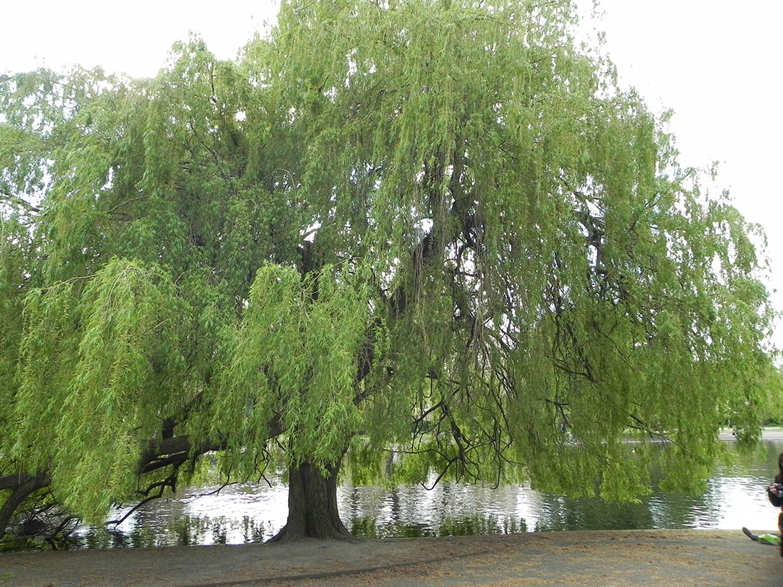 Á R B O L E S (T R E E S) Salix babylonica L. (SAUCE LLORÓN) y Salix
