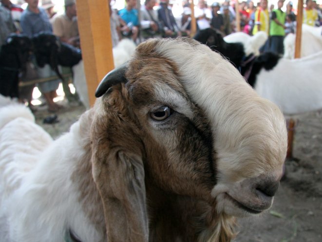 Saté kambing Wallpaper: Kambing Etawa