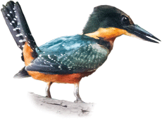 Martim-pescador-da-mata | Green-and-rufous Kingfisher