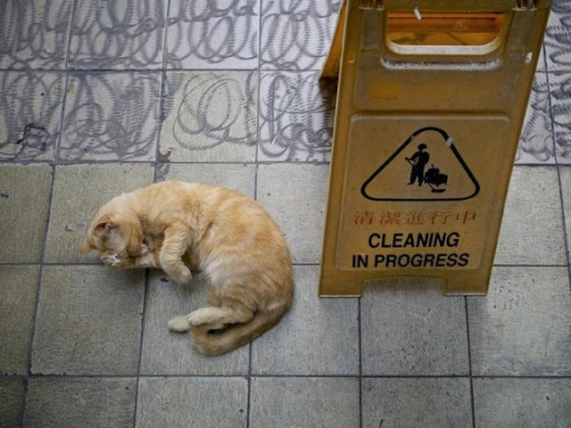 Коты в гонконгских магазинах
