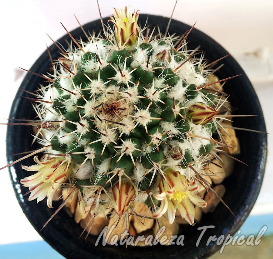 Otra foto del cactus Mammillaria voburnensis