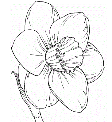 Daffodil Coloring Pages