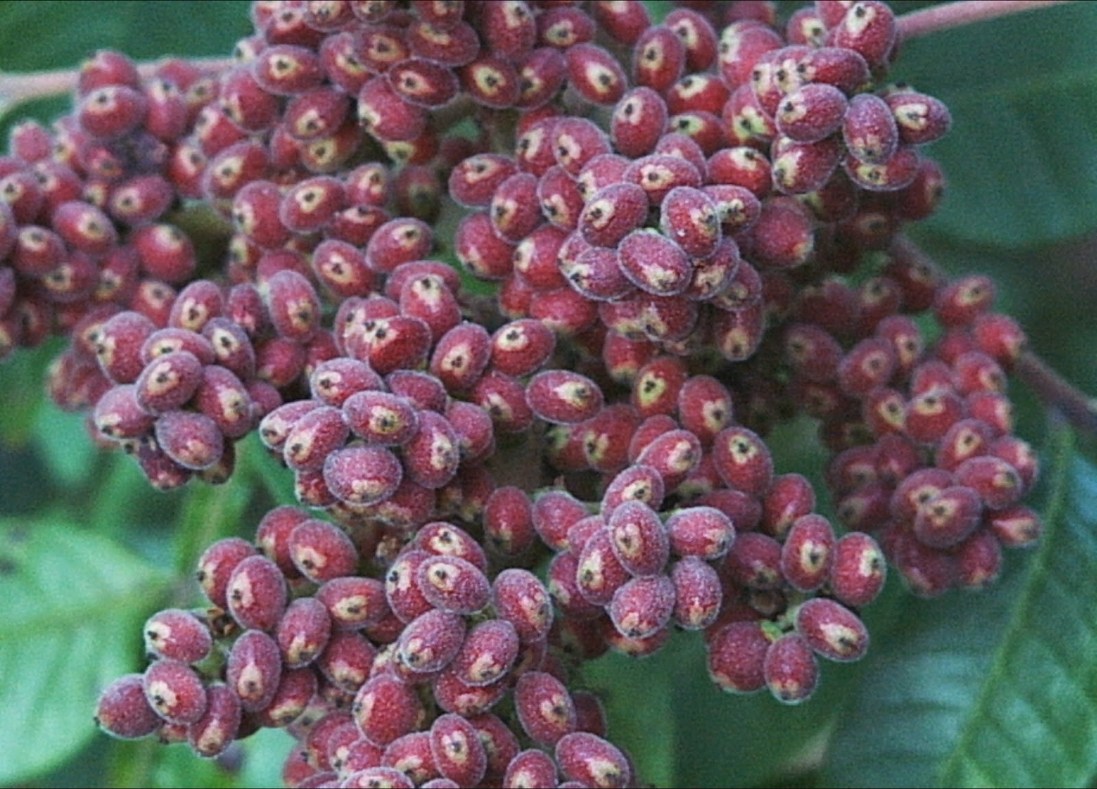 Pinelands Nursery Rhus copallinum Winged Sumac