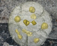 Né batteri né animali: l'enigma dei fossili di Doushantuo in Cina.