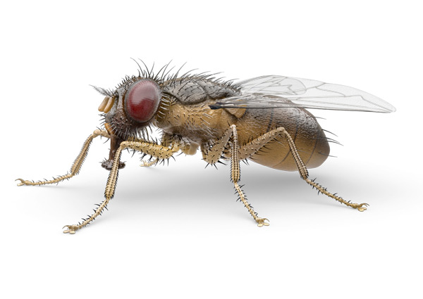 Al Qur An Tentang Lalat Gm Di Bawah Panji Panji Islam