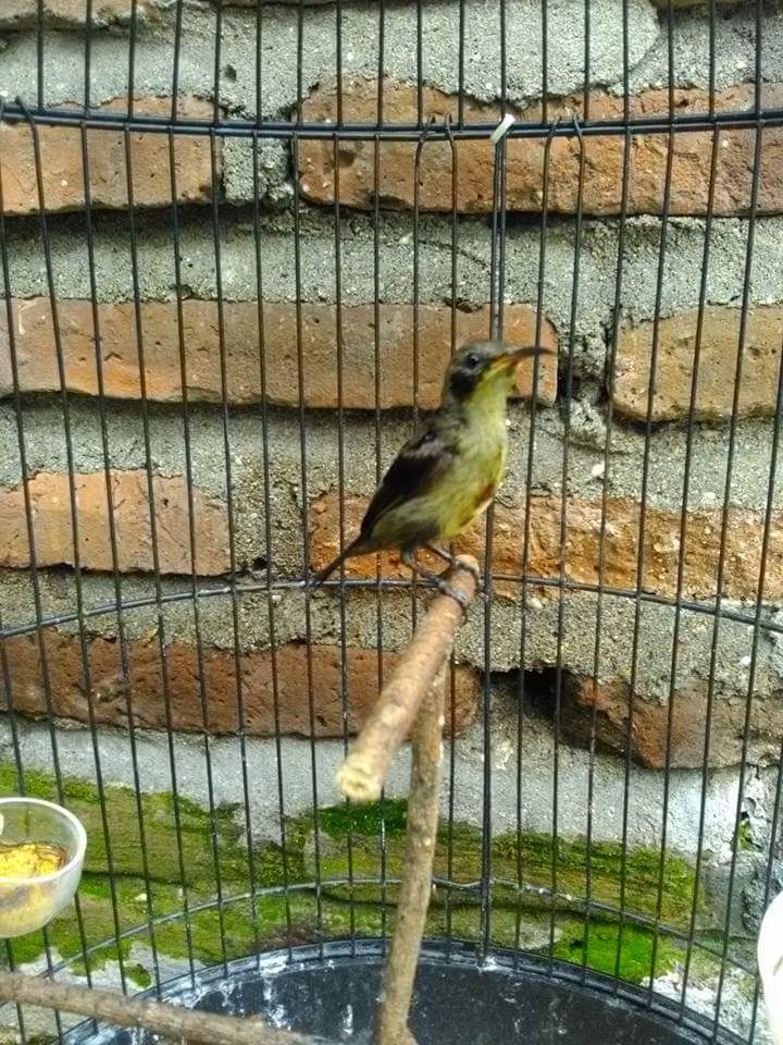 Kicau Mania Bojonegoro Kmb Kolibri Ninja Trotol