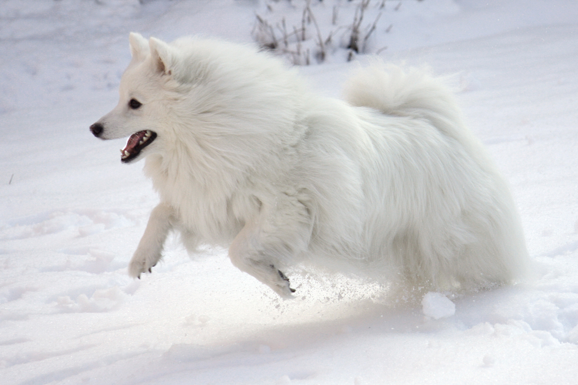 American Eskimo Dog | HD Wallpapers (High Definition) | iPhone HD ...