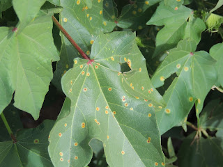 The top of a cotton leaf with rust colored spots surrounded by a yellow halo The top of a cotton leaf with rust colored spots surrounded by a yellow halo