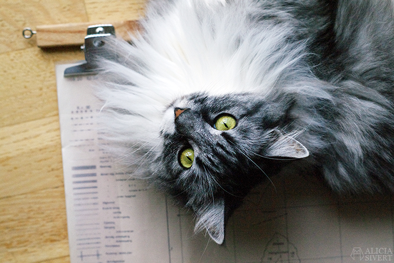 Katten Vifslan, foto av Alicia Sivertsson.
