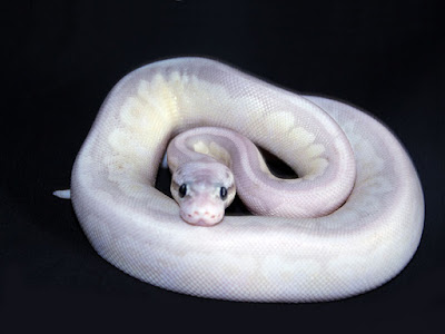 Emanuel Goette, alias Crespo: Lua en Python