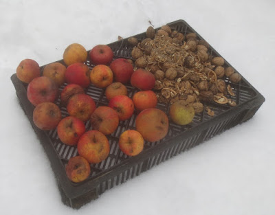 Vogelfutter - Äpfel und Walnüsse im Schnee