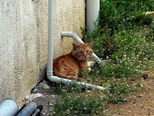 Cat from Gruissan France