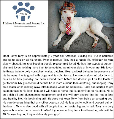 Freckles the Dog and Pibbles & More Animal Rescue
