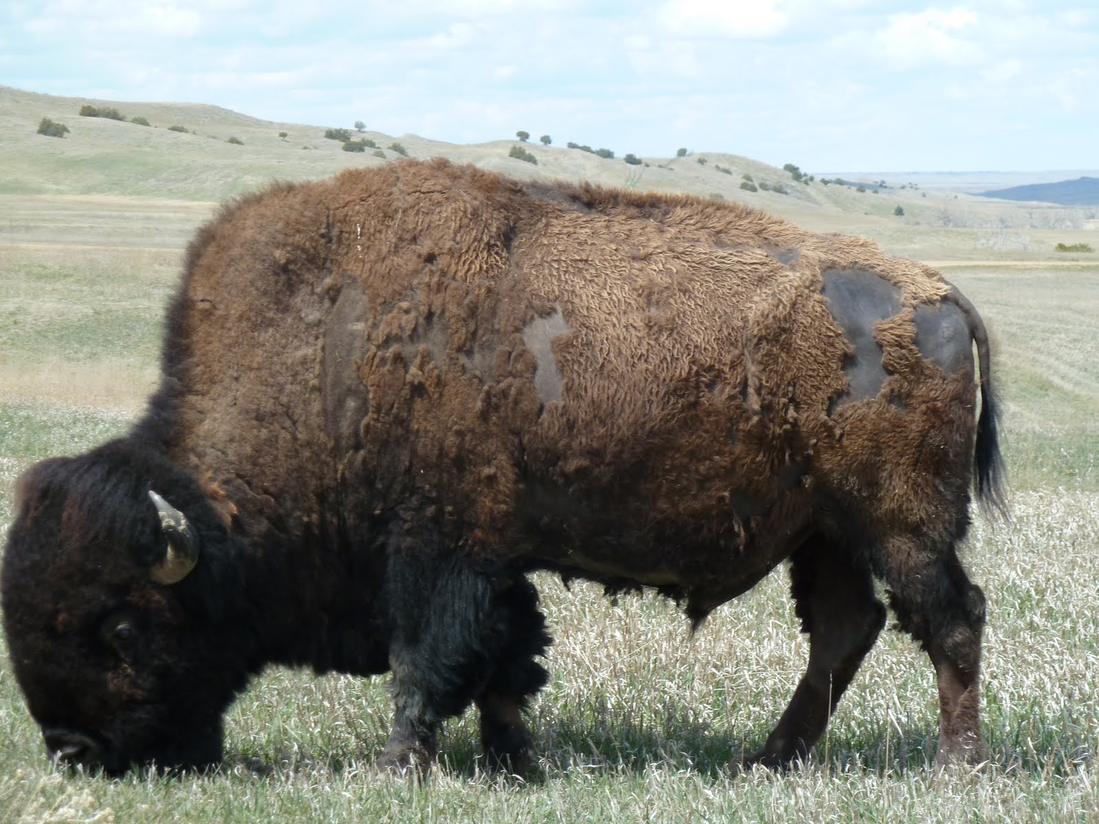life in Canada: badlands
