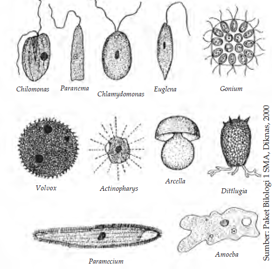 8500 Gambar Hewan Filum Protozoa Gratis Terbaru