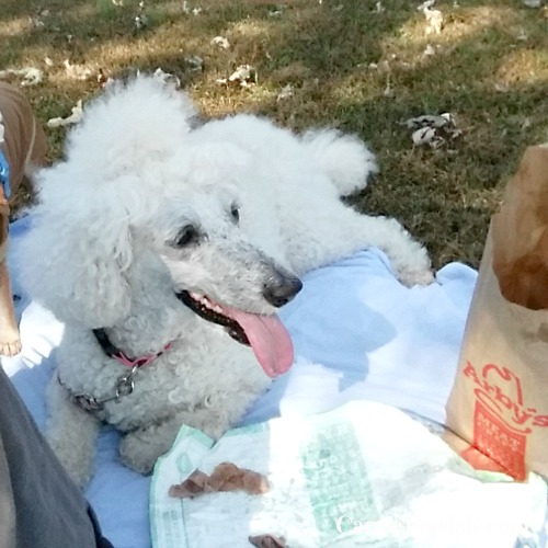 Poodle looking at a Arby's bag eating the roast beef