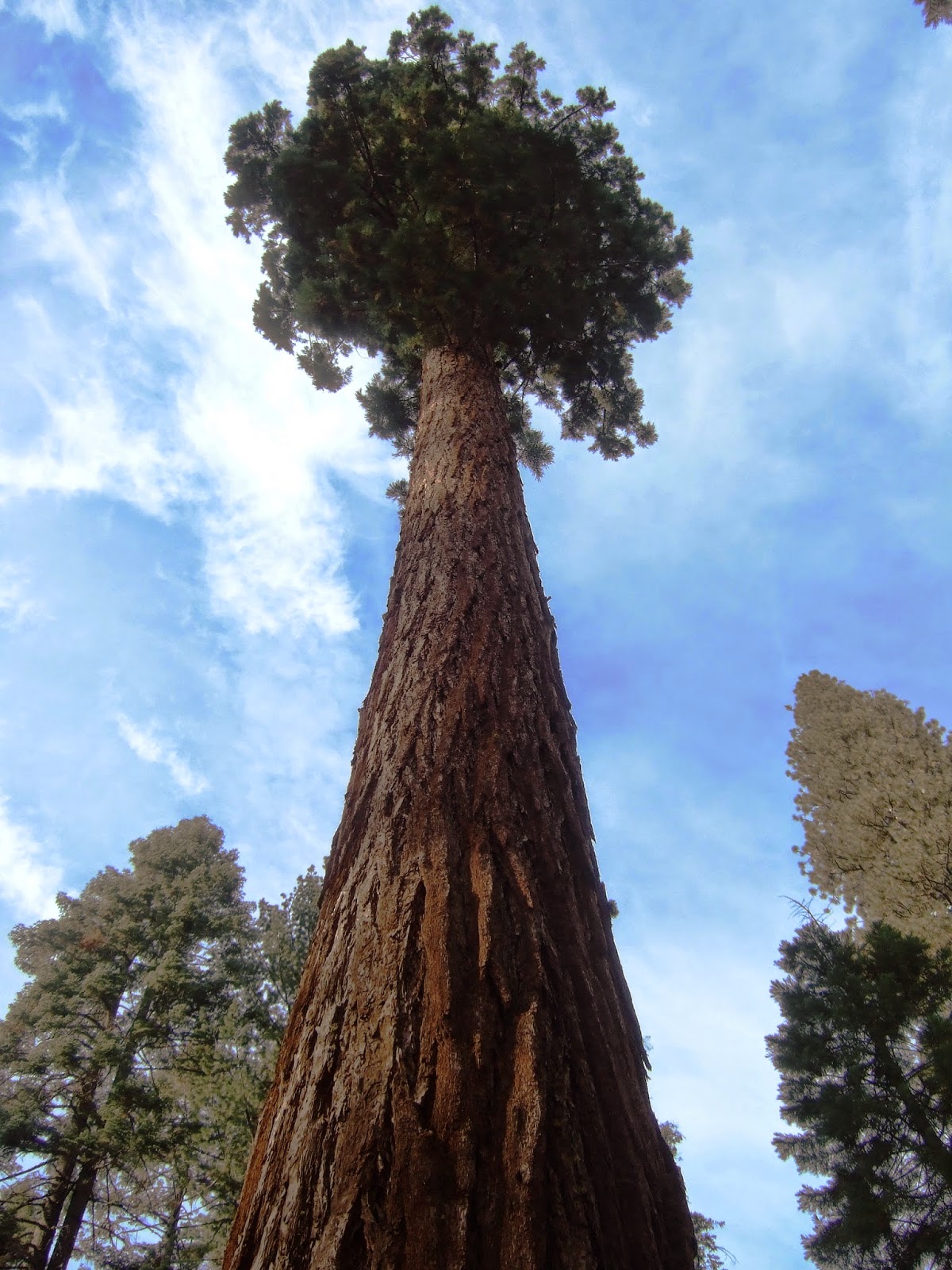 Unos amigos de Paradores: Bosque de Secuoyas Gigantes - California (6ª ...