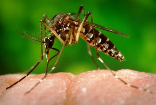 Virus Zika : Kenali Resiko, Gejala & Pencegahannya Disini ! Virus Zika : Kenali Resiko, Gejala & Pencegahannya Disini !