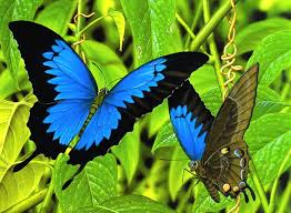 6 Especies De Mariposas