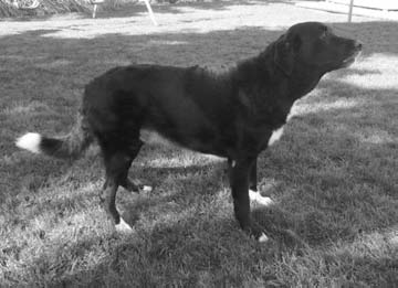 Life Expectancy Of Large Mixed Breed Dogs Life Expectancy Of Large Mixed Breed Dogs