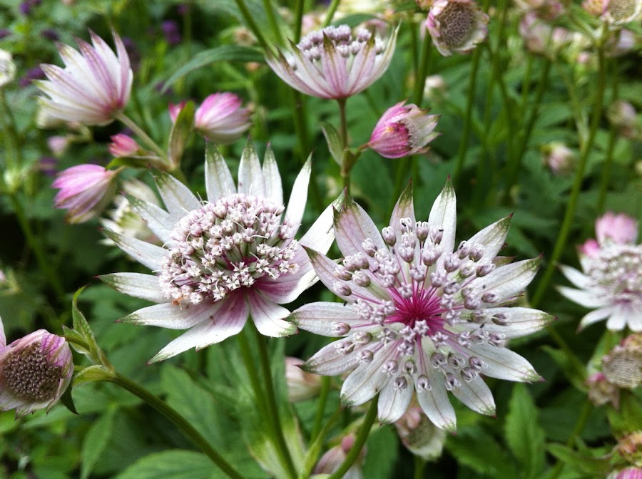 ASTRANTIAS - FLROES DE PRIMAVERA Y VERANO