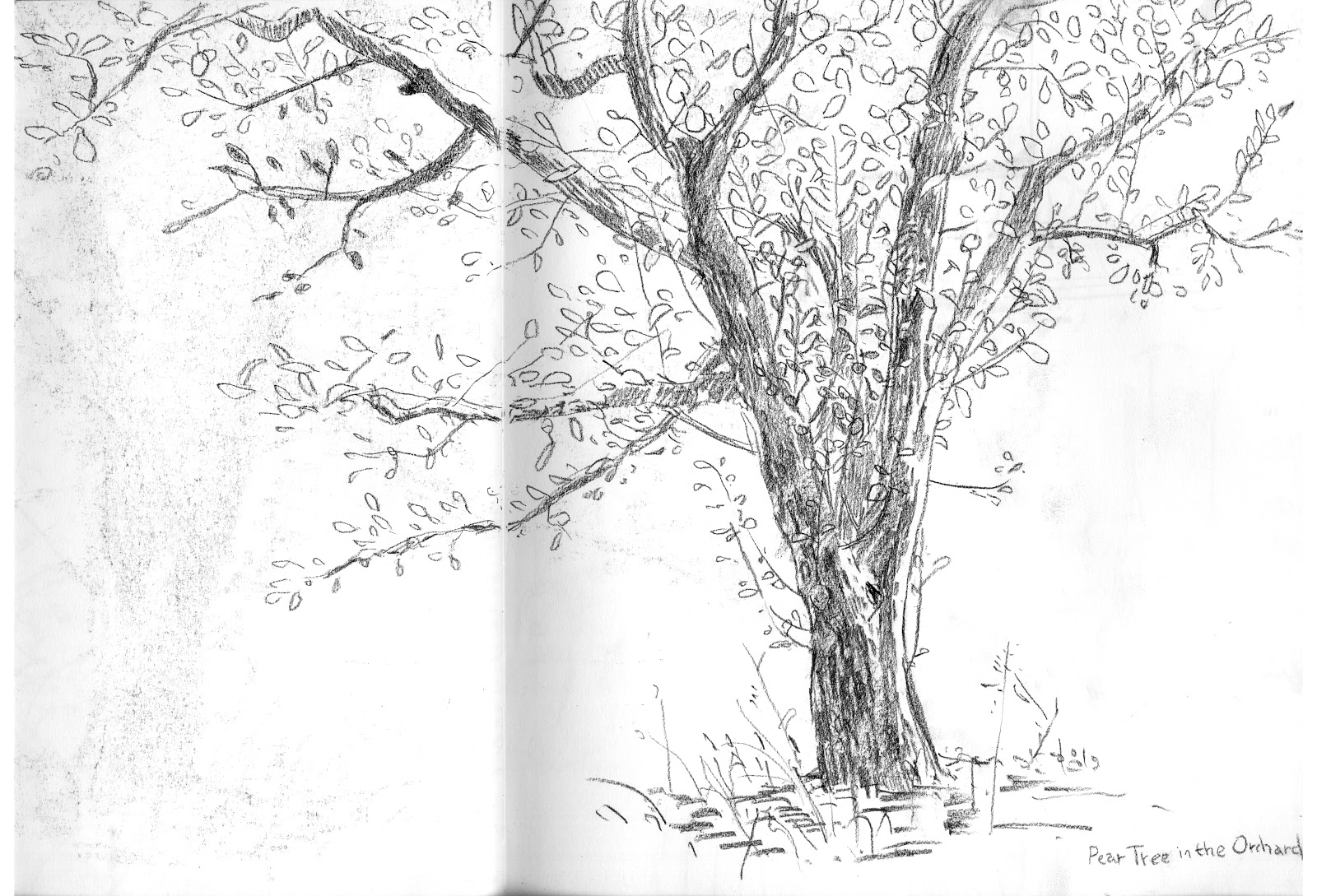green.bike.love Sketchbook Trees et Cetera