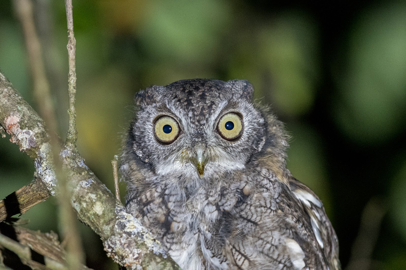 NeoVista Birds and Wildlife Owling With a Marsupial at Cooper's Run