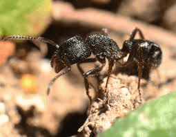 تفسير حلم النمل الاسود على الجسم