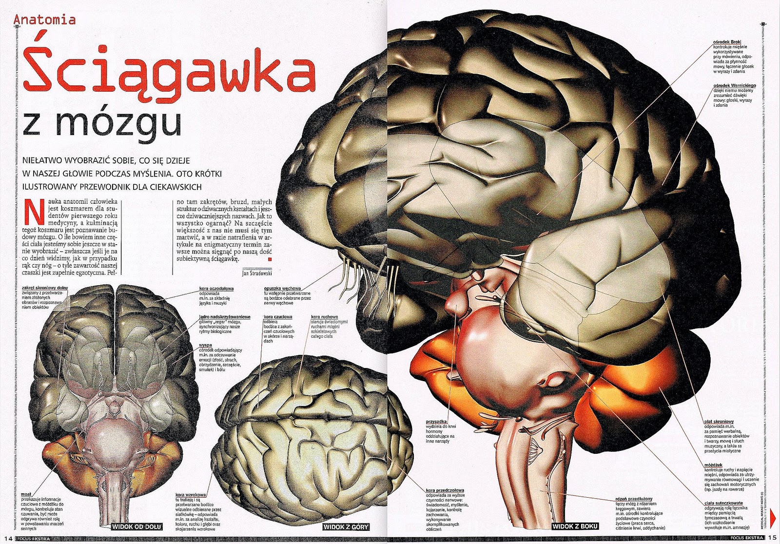 neurofizjologia-wbns-uksw-edu-pl-neurofizjologia-tropizmy-ka-dy