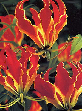 flowers for flower lovers.: Gloriosa lily flowers pictures.