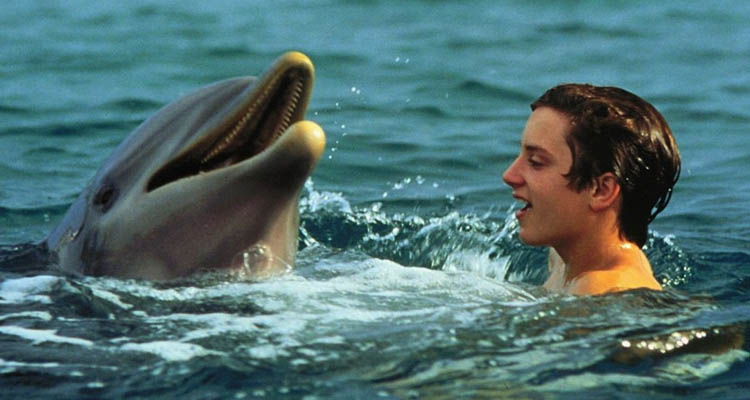 Flipper Flipper