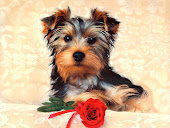 Animals Dogs cute dog 005501 
