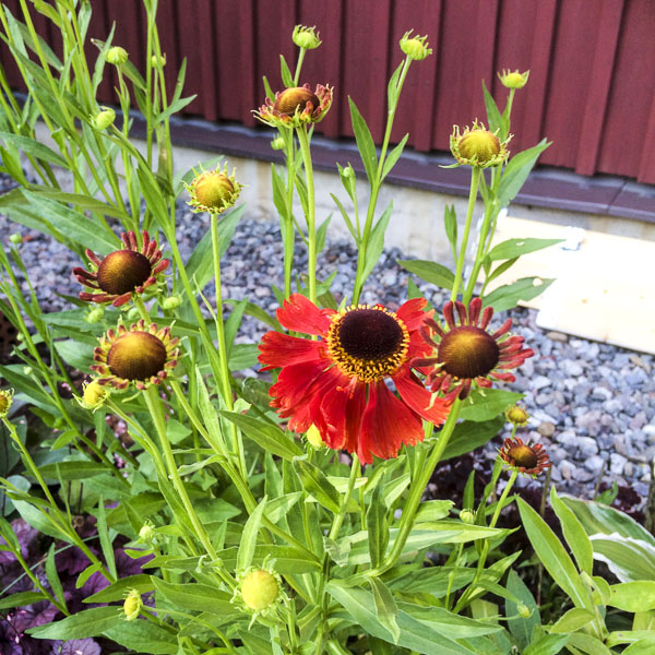 solbrud, helenium, moreheim_beauty solbrud, helenium, moreheim_beauty