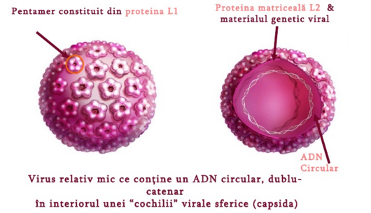 Obat Hpv Alami