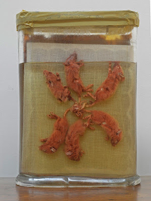 Seorang raja tikus di museum Châteaudun, Prancis. Kredit foto: Selbymay / Wikimedia Seorang raja tikus di museum Châteaudun, Prancis. Kredit foto: Selbymay / Wikimedia