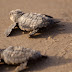 Защо бракониерите крадат яйцата на костенурки? (видео)