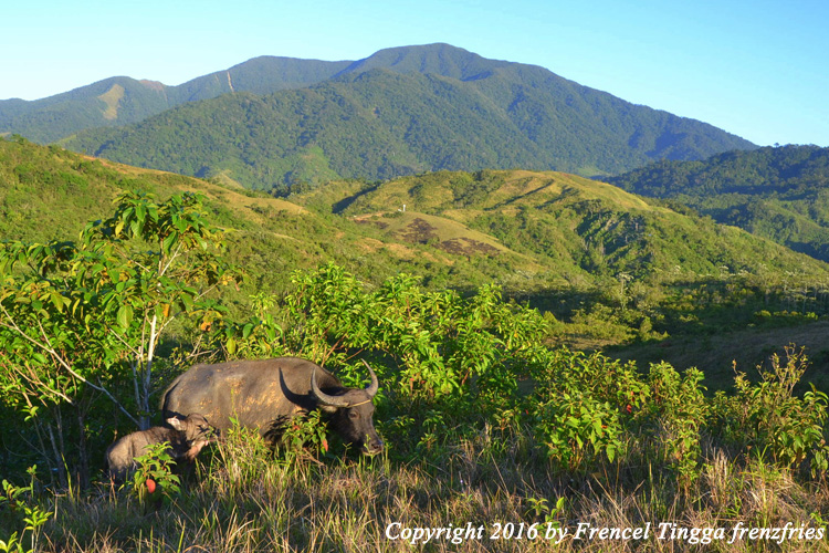 Frenz Fries Adams, Ilocos Norte