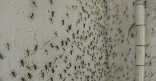 Realitas News: Di Banyuwangi Banyak Nyamuk Hijau | Mengungkap Fakta Dengan  Data