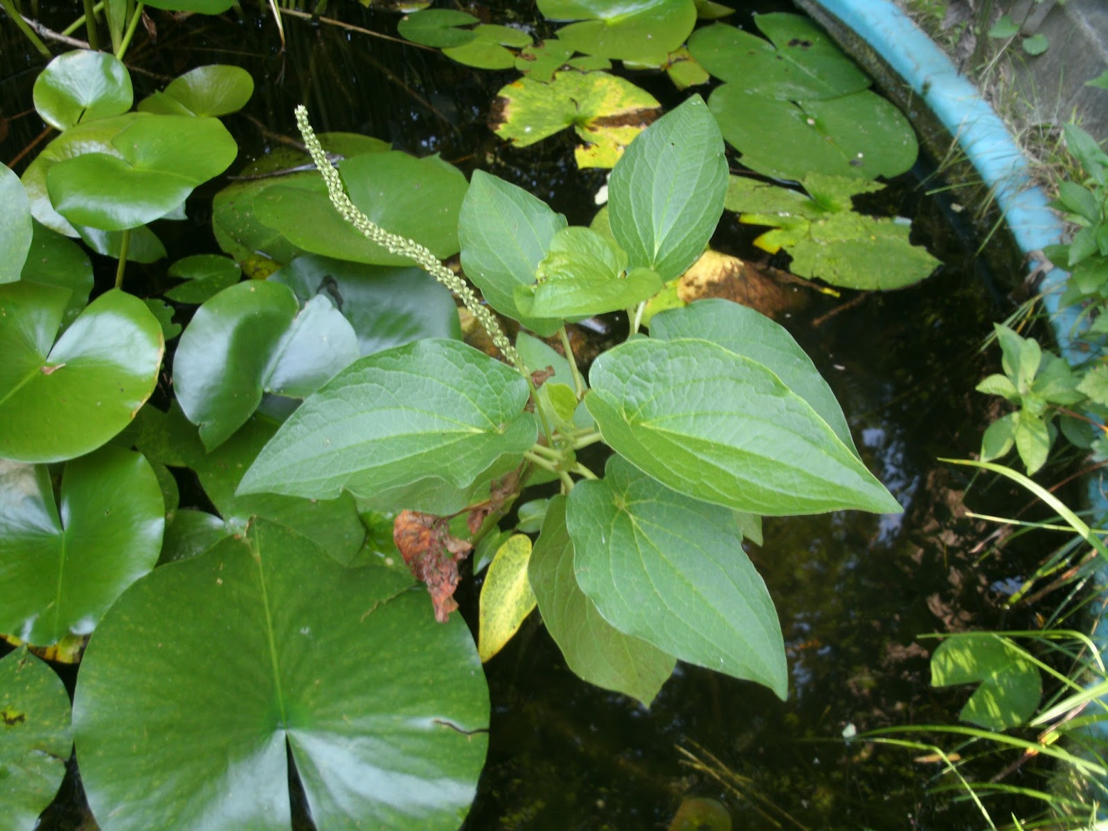 Clegg Garden Today Lizard's tail