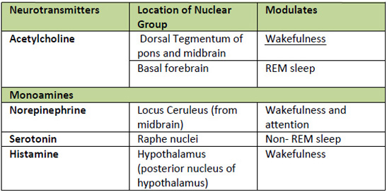 The Neurological Side of Sleep - Angelica