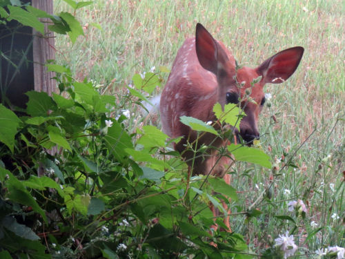 fawn
