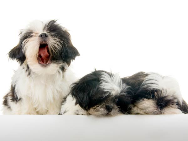 Idade do shih tzu pelos dentes