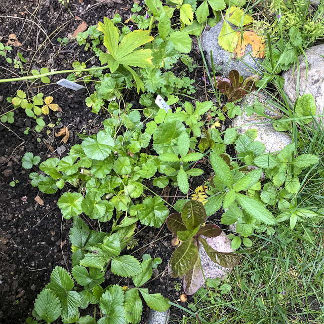 myskmalva myskmalva