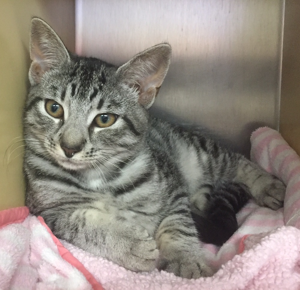 Cape May County Animal Shelter & Adoption Center at PetSmart in Rio
